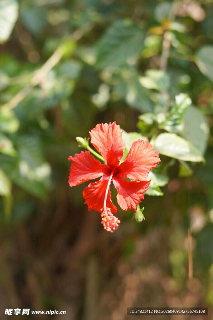 娇艳朱槿花绽放绿叶间