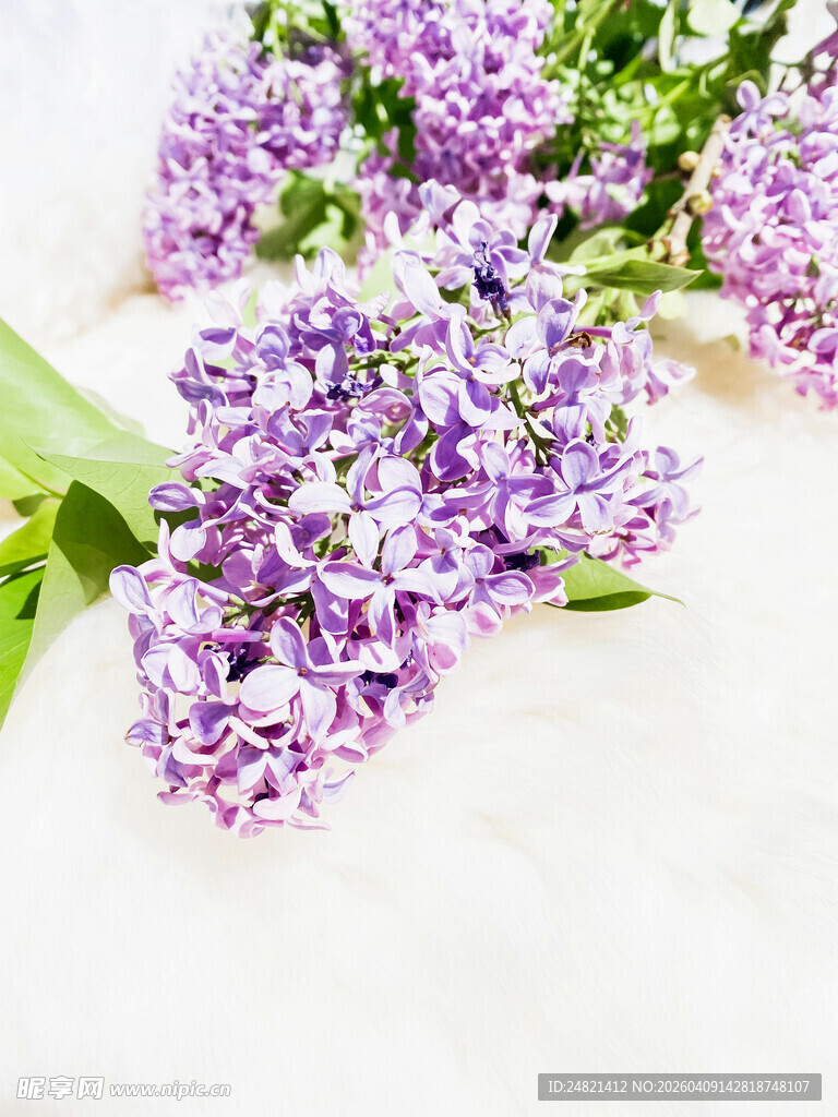 紫丁香花特写