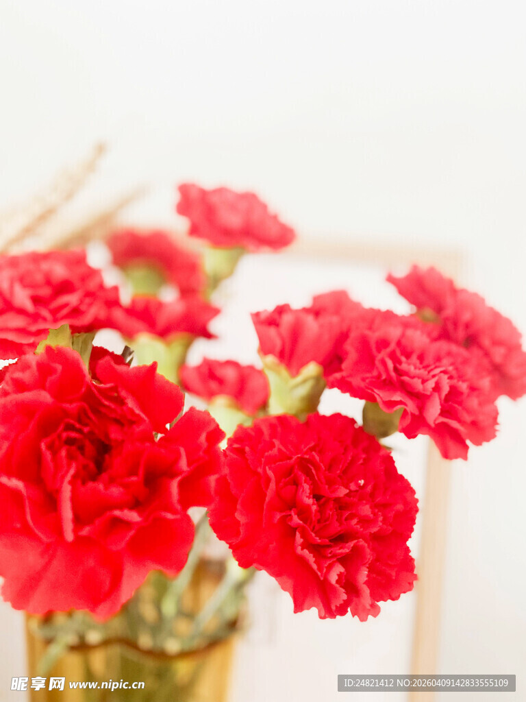 鲜艳红康乃馨插于花瓶