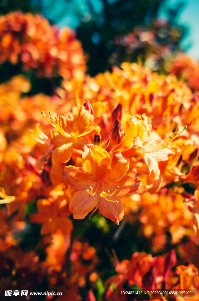 艳丽橙花绽放