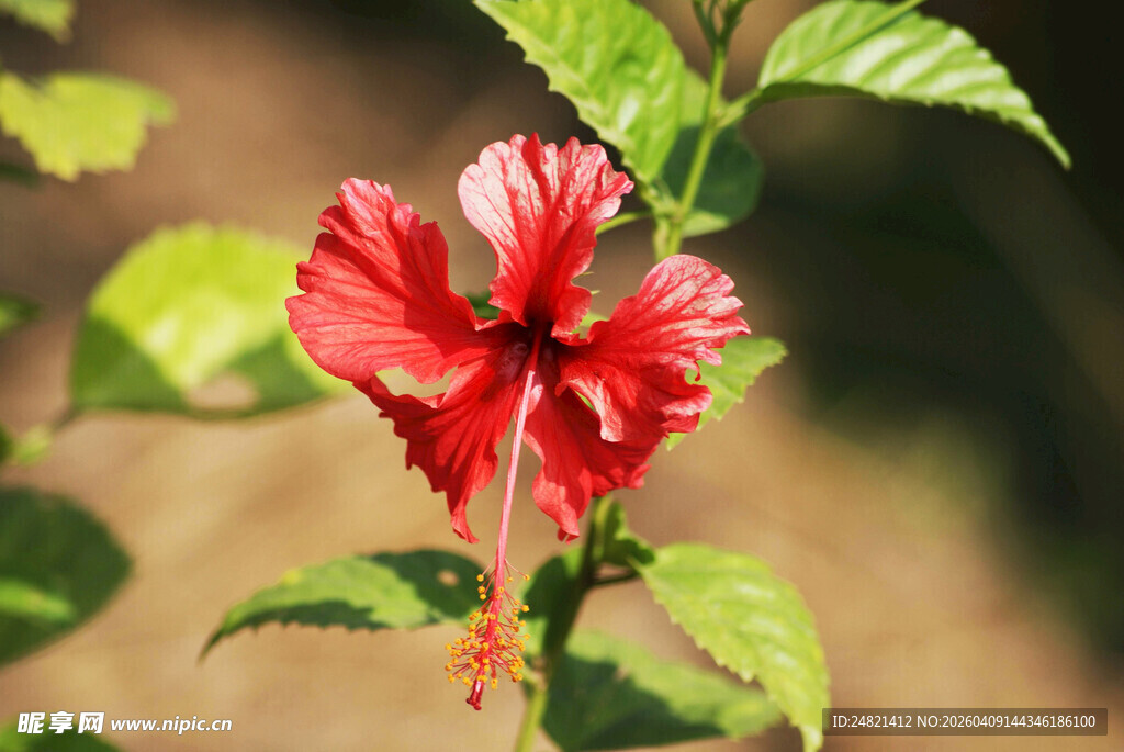 娇艳红色扶桑花特写
