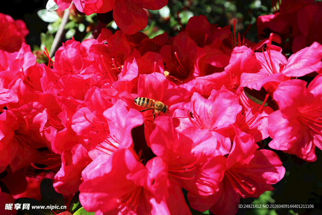 艳丽红杜鹃绽放