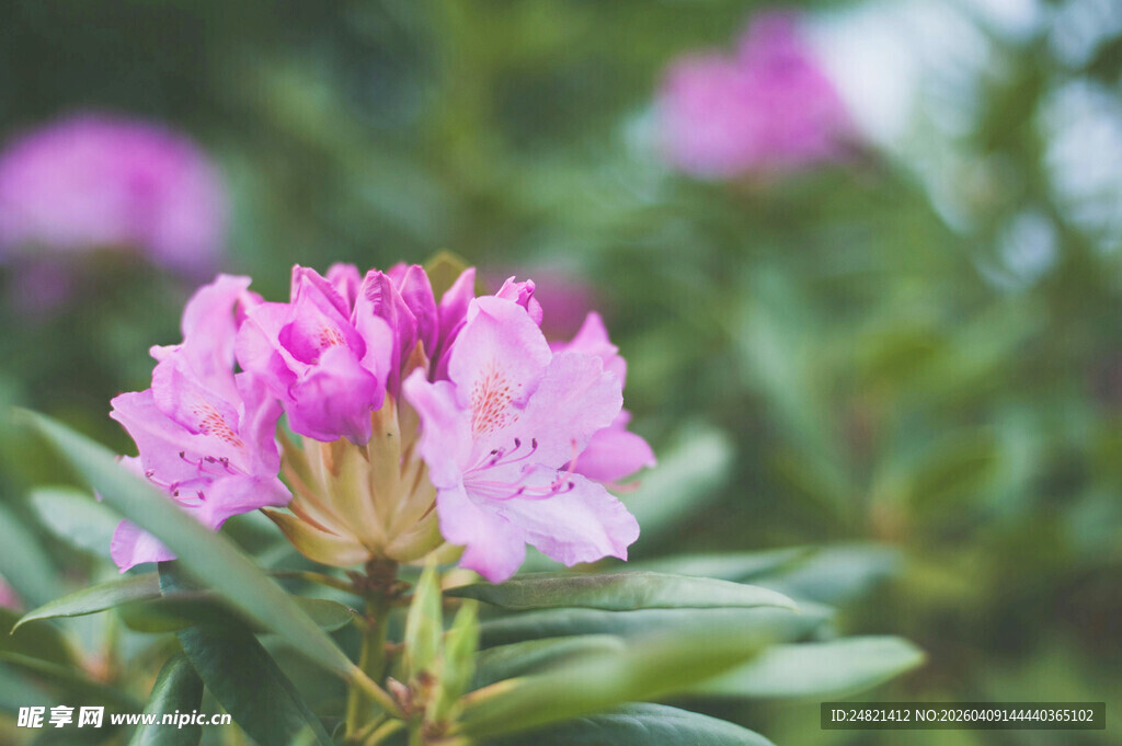 娇艳粉色杜鹃花特写