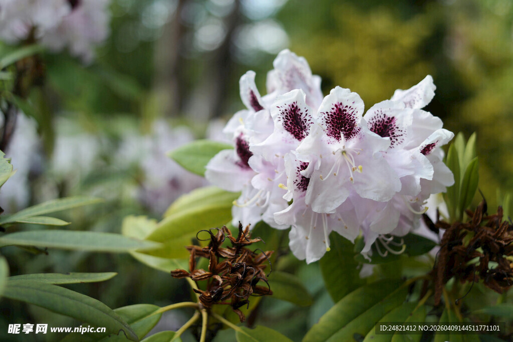 白色杜鹃花特写