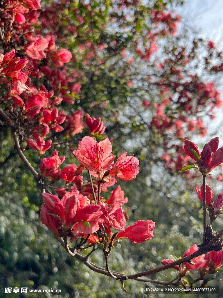 盛开的红色花朵枝头绽放