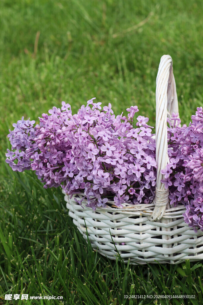 草地上的紫丁香花篮