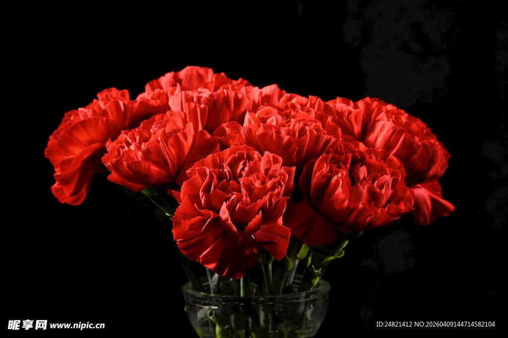 红色康乃馨插于花瓶中