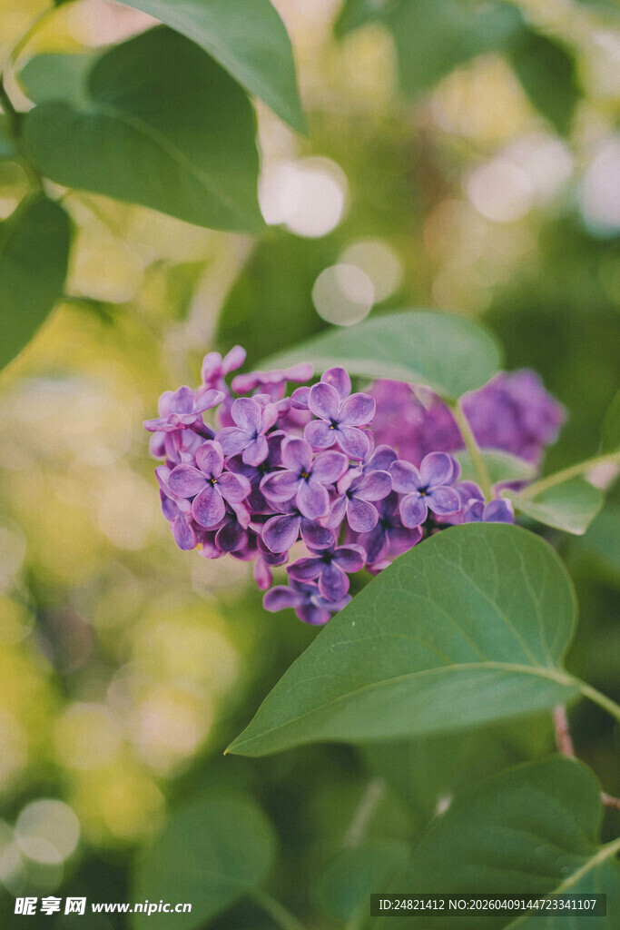 紫丁香绽放的美丽瞬间