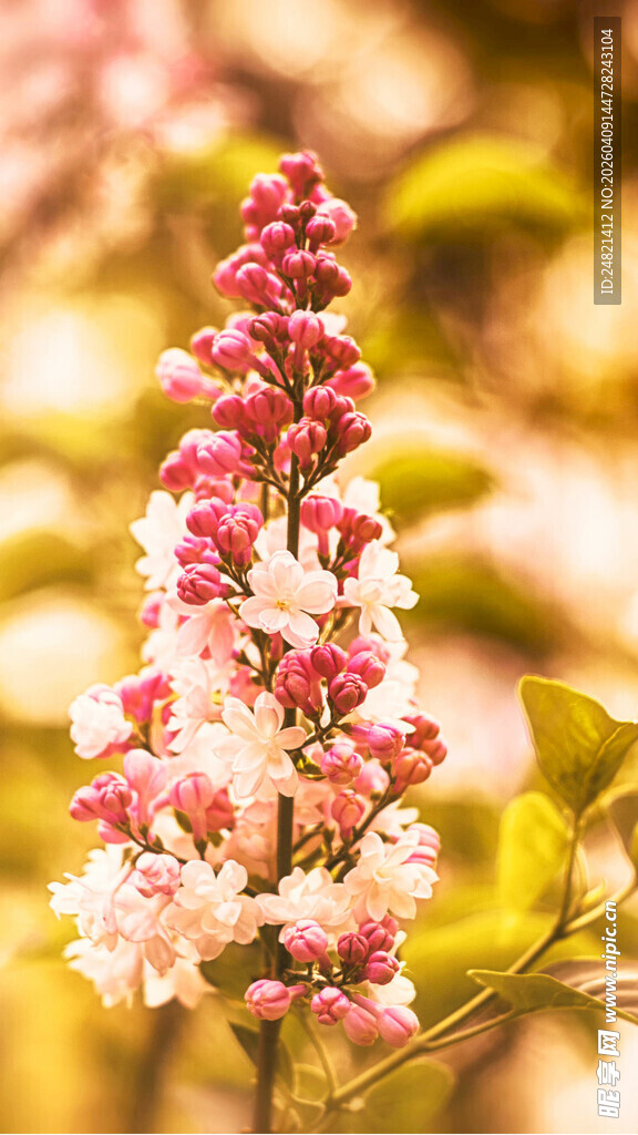 绽放的丁香花