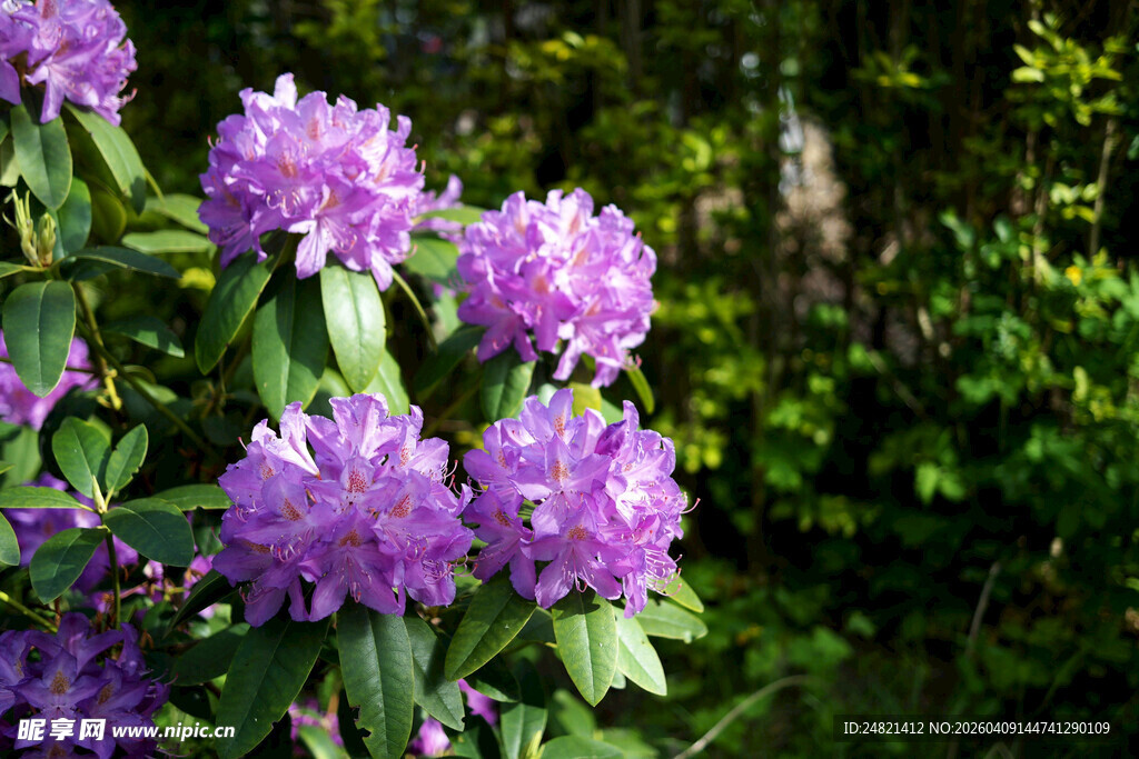 绽放的紫色杜鹃花