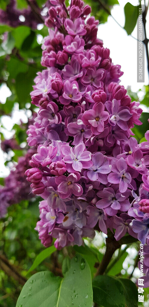 盛开的紫丁香花