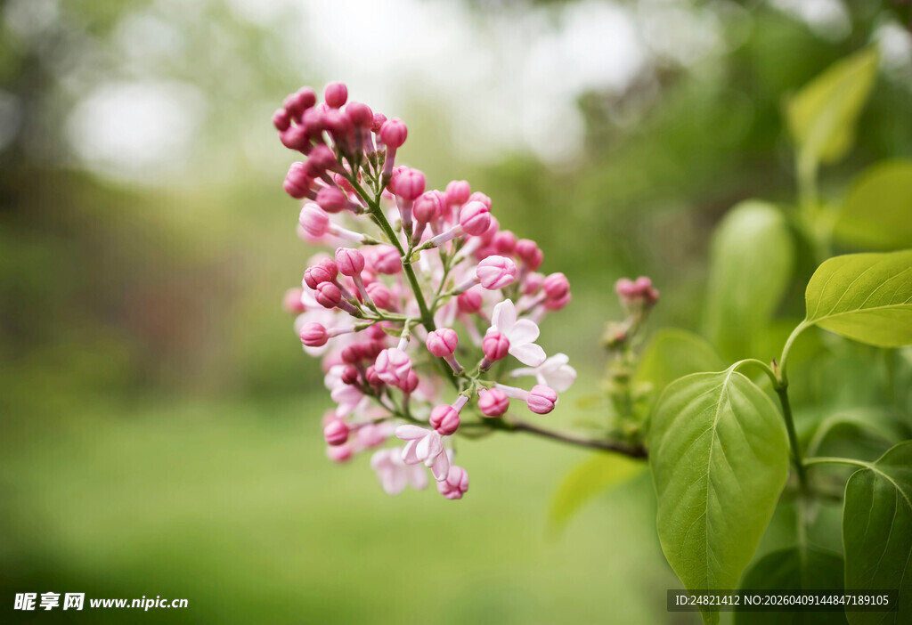 粉紫丁香花枝特写