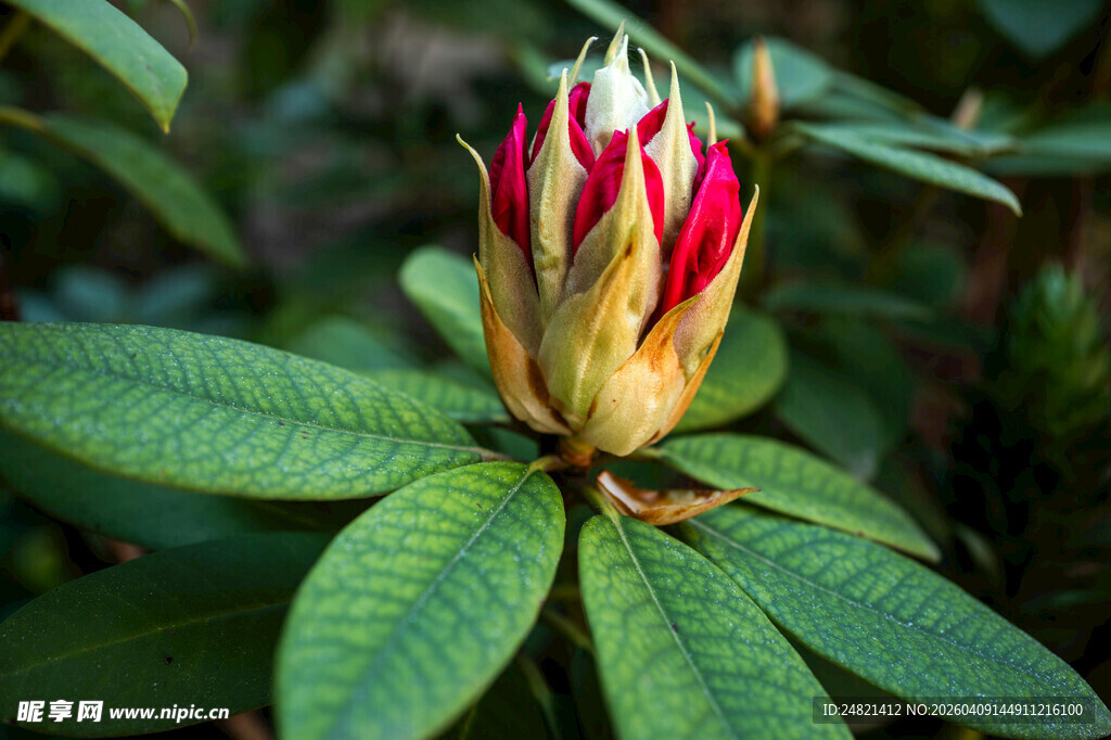 娇艳杜鹃花苞绽放瞬间
