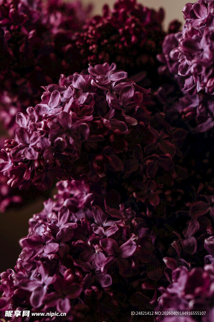 紫丁香花特写