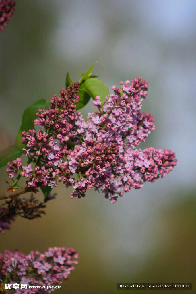紫丁香花枝特写