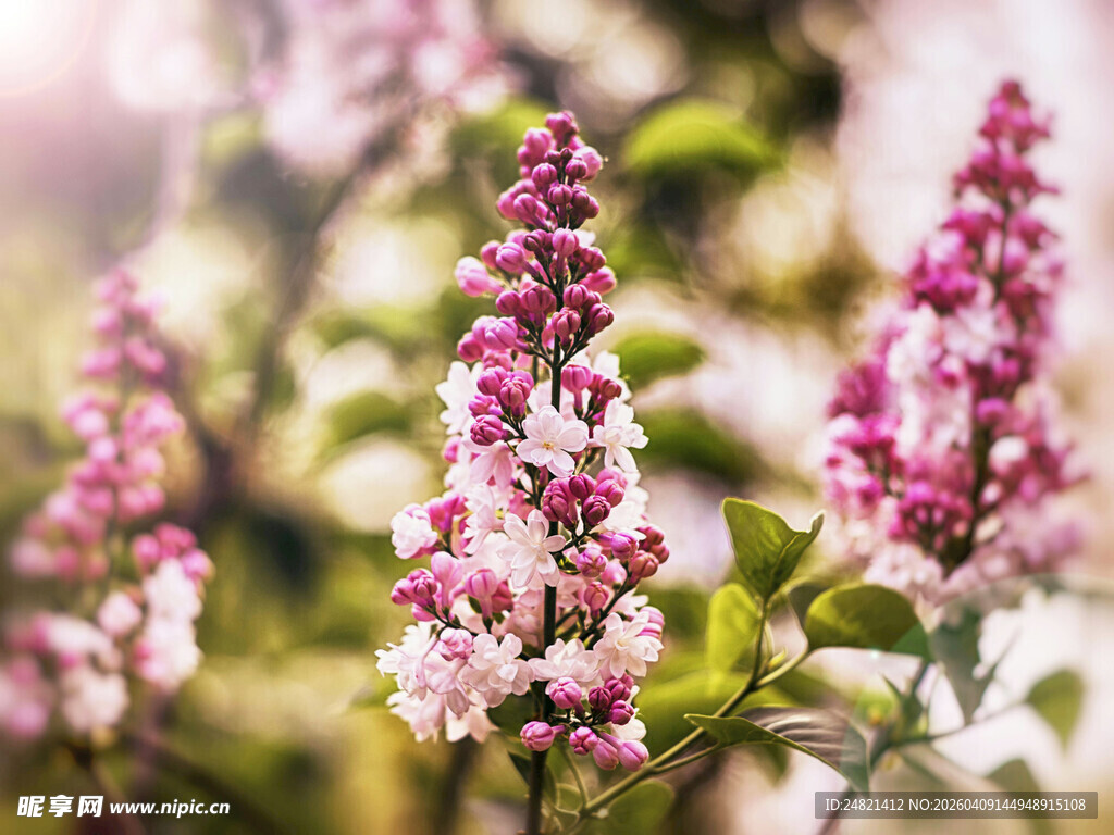 绽放的美丽紫丁香花