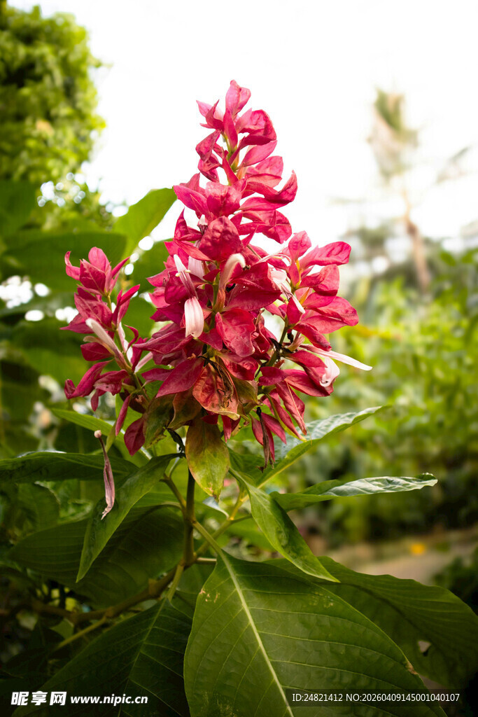 娇艳红花绽放绿叶间