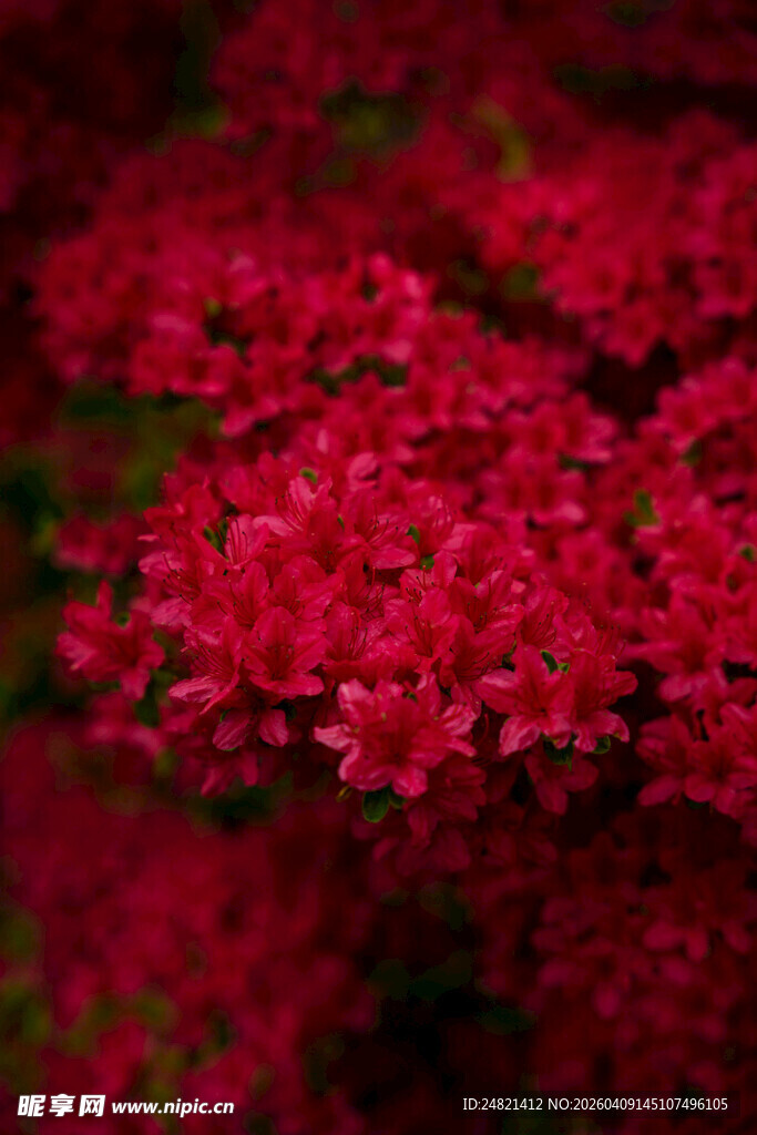 艳丽红枫花朵特写