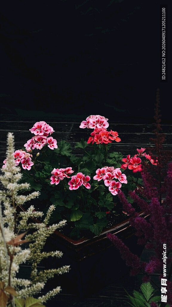 夜间绽放的娇艳花卉