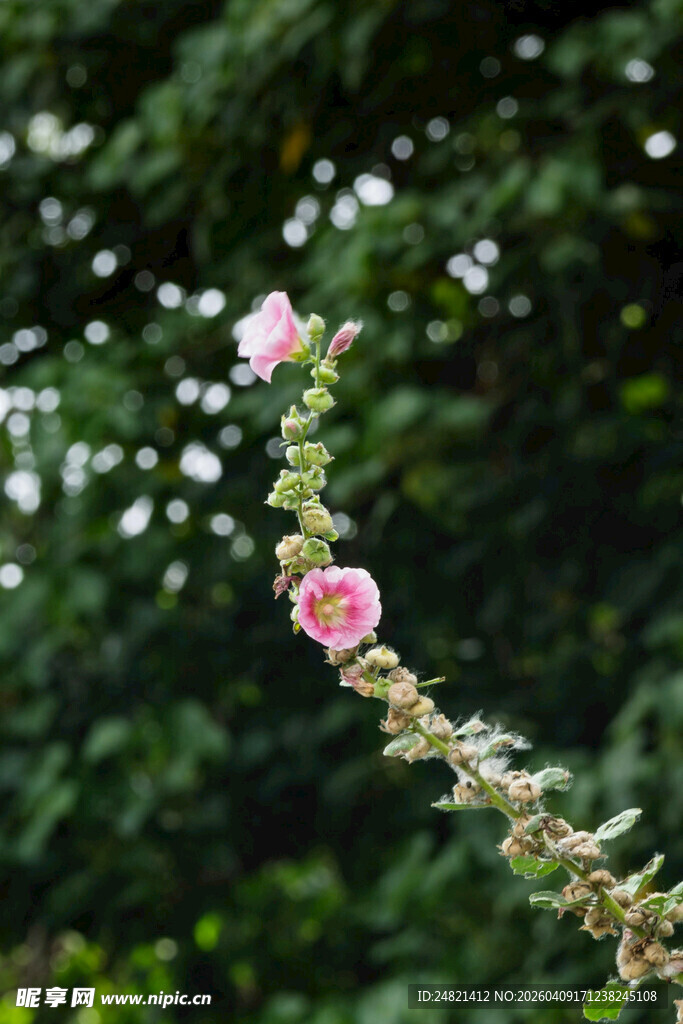 粉色小花绽放于绿枝间