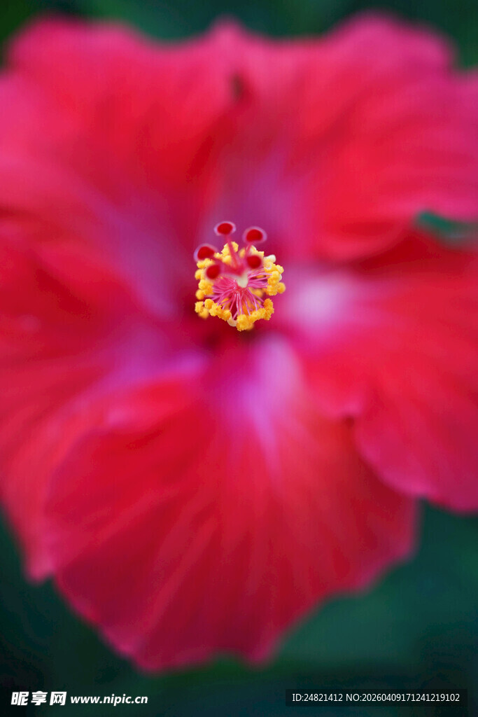 娇艳欲滴的红色朱槿花