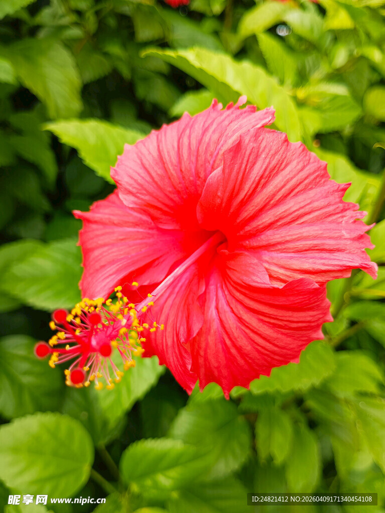 娇艳朱槿花