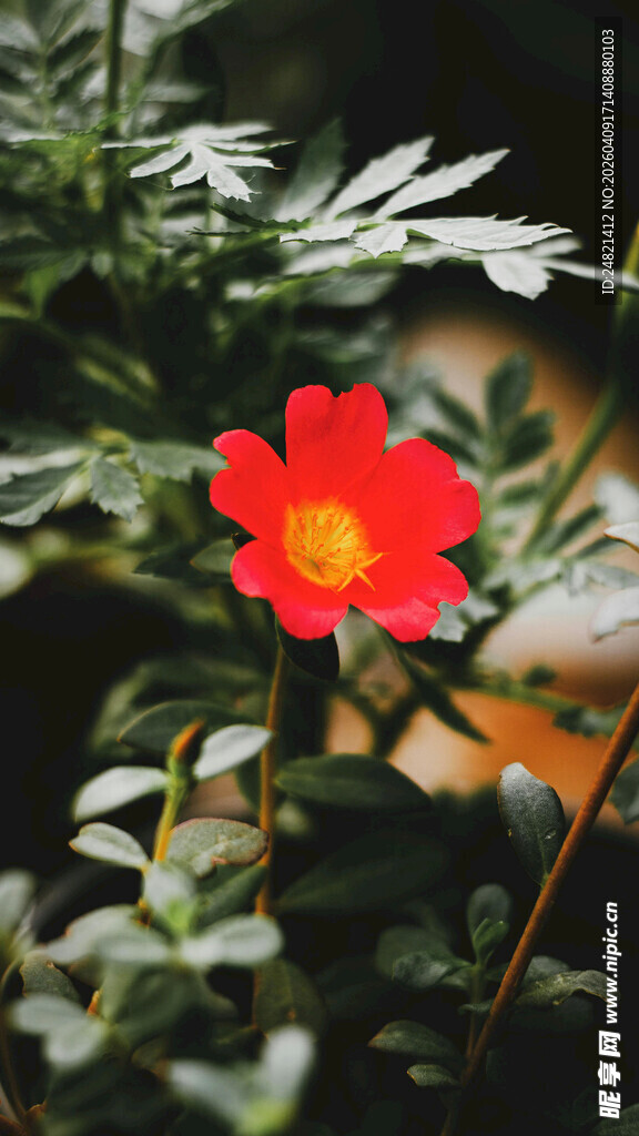 娇艳红花于绿叶间绽放