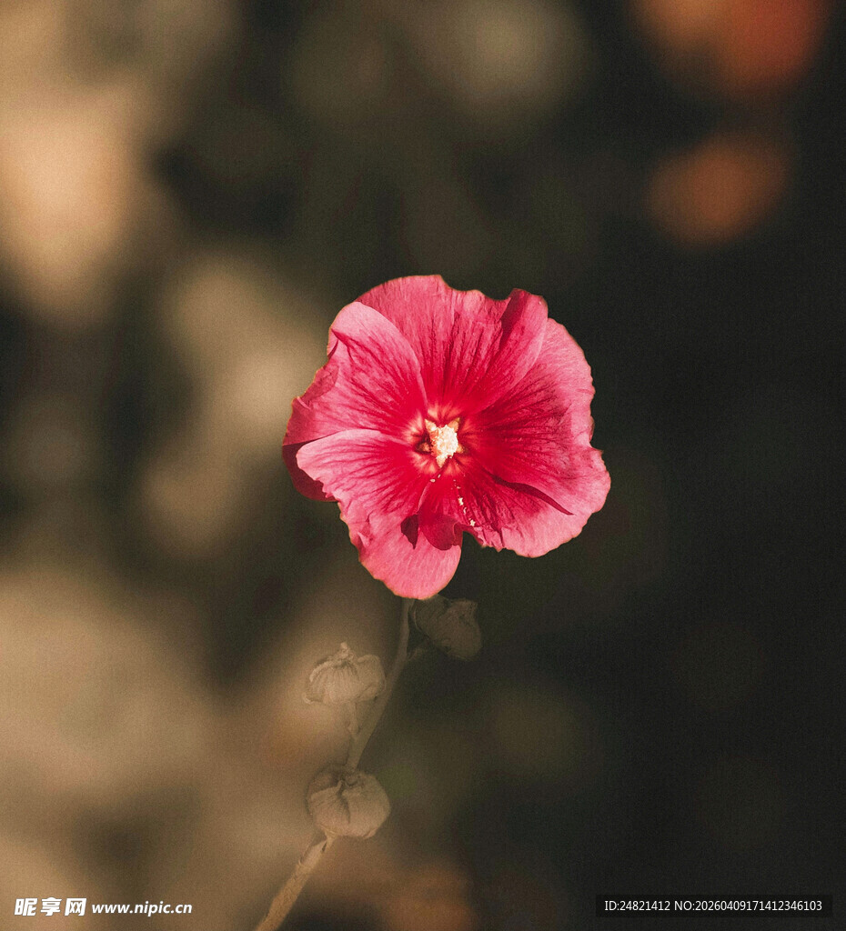 娇艳红花朵特写