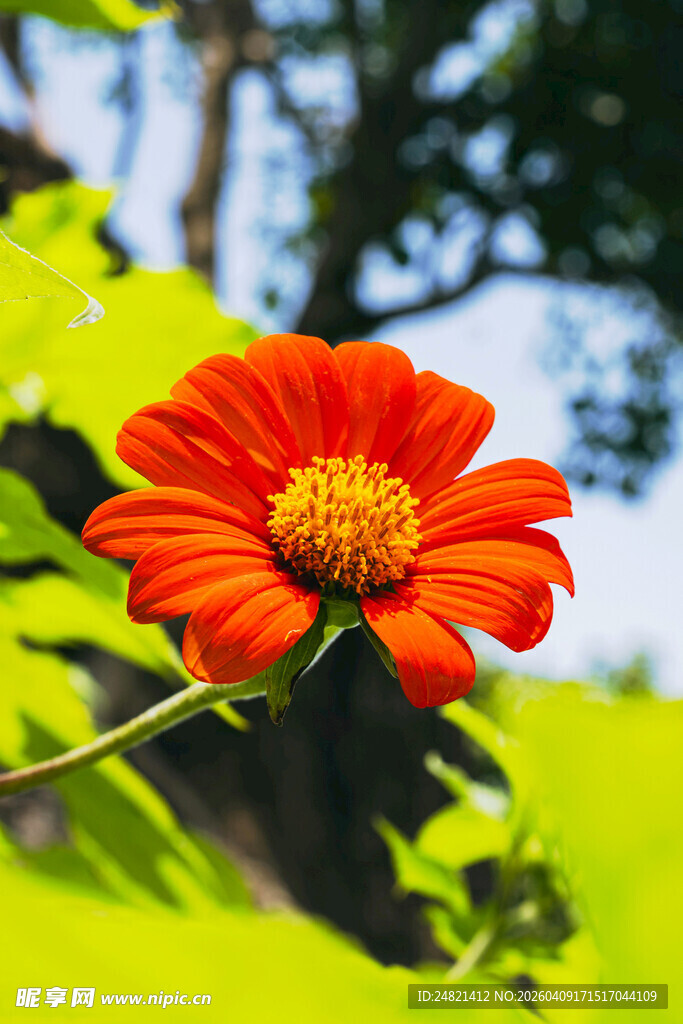 鲜艳橙花绽放绿叶间