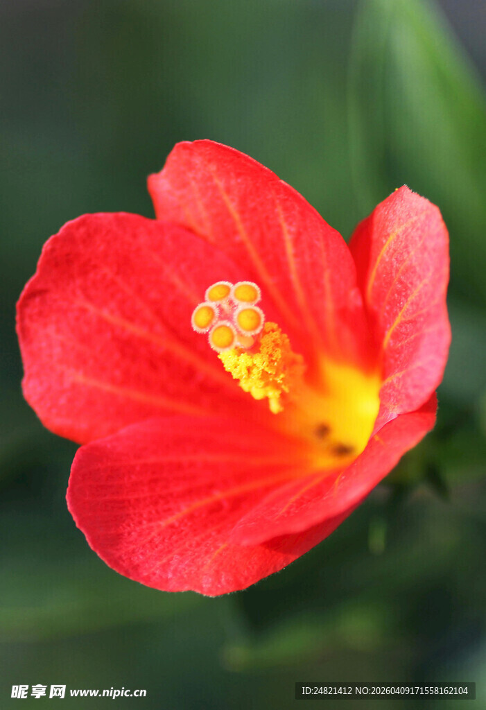 鲜艳红色扶桑花特写