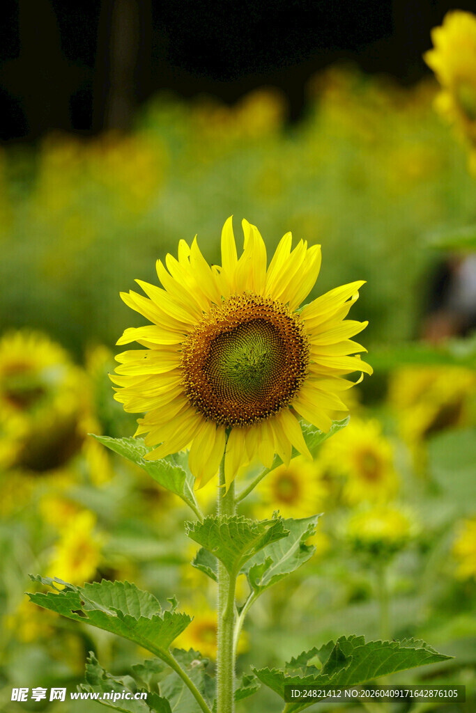 向日葵花海中的灿烂花朵