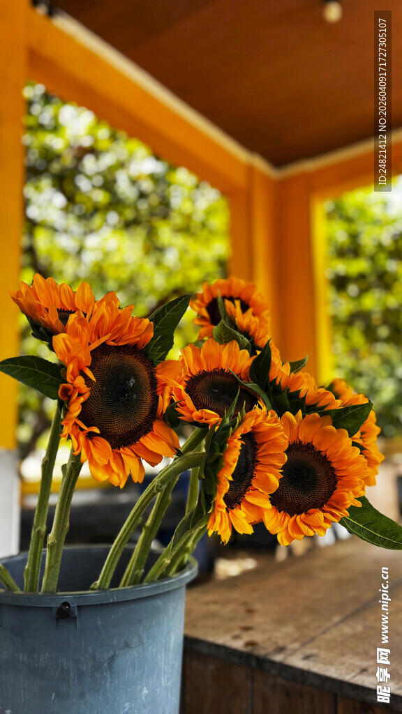 花瓶中的鲜艳向日葵