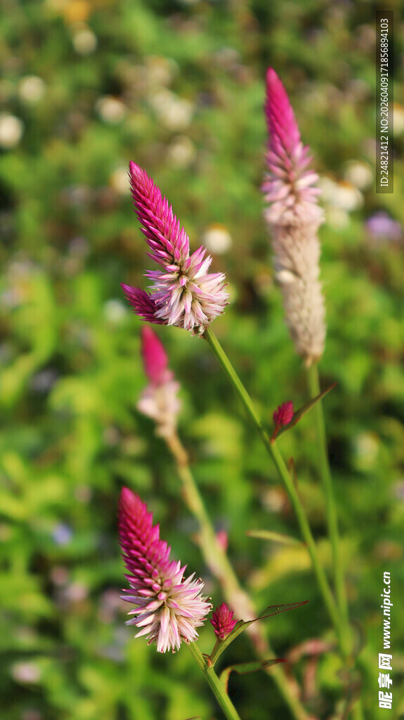 田野中的鲜艳穗状花朵