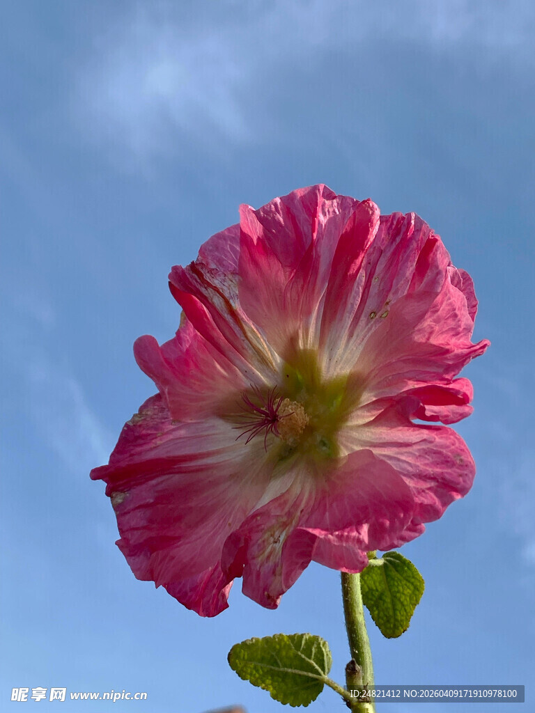 娇艳绽放的粉色单朵花卉