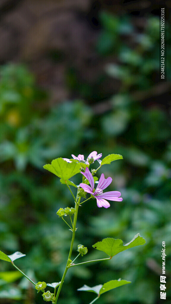 紫色小花绽放绿意间