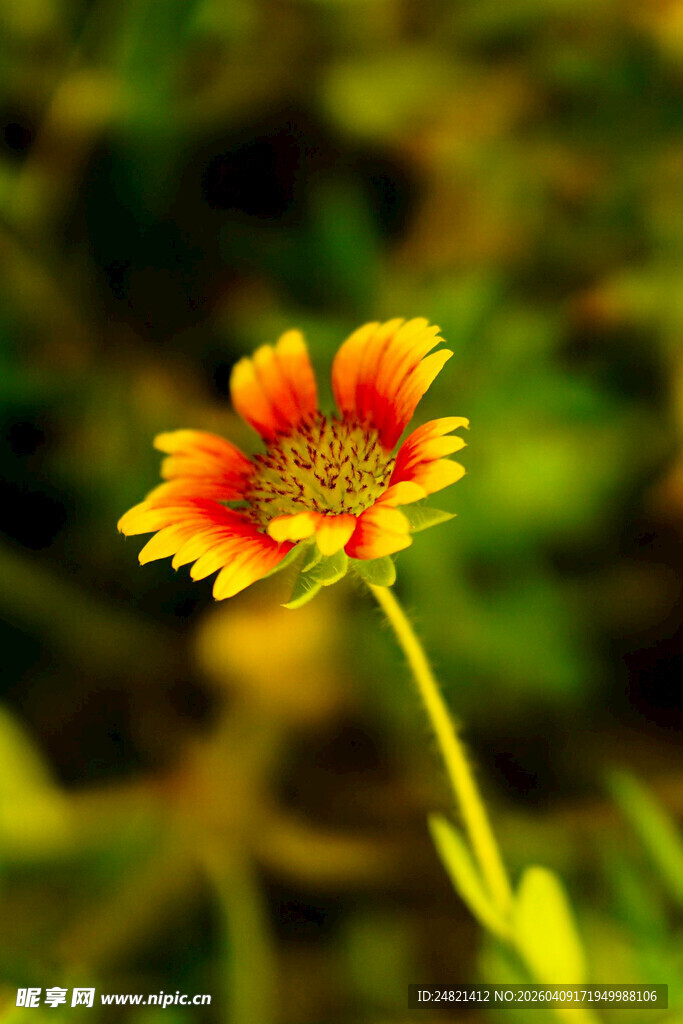 单朵艳丽天人菊特写