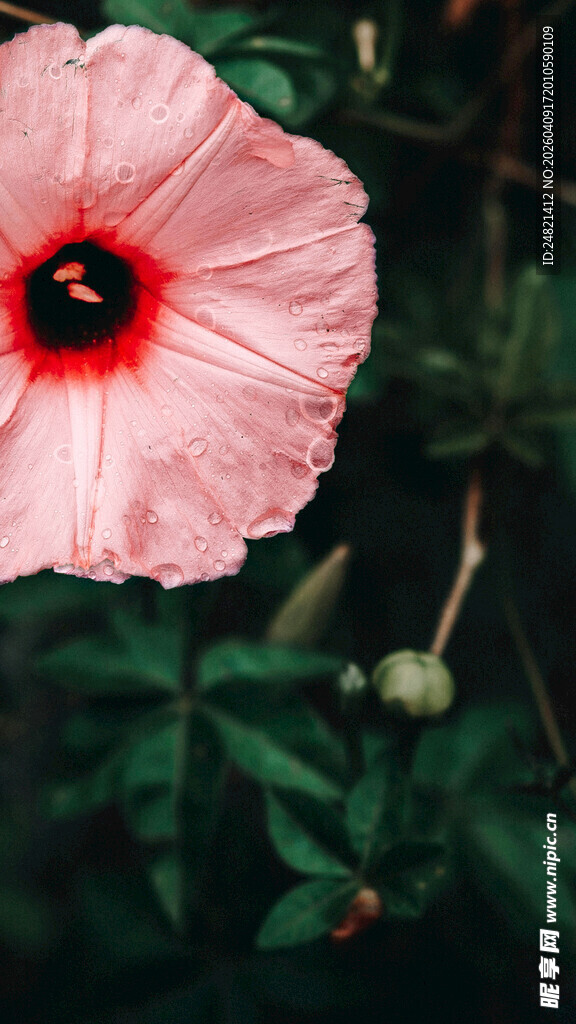 娇艳木槿花特写