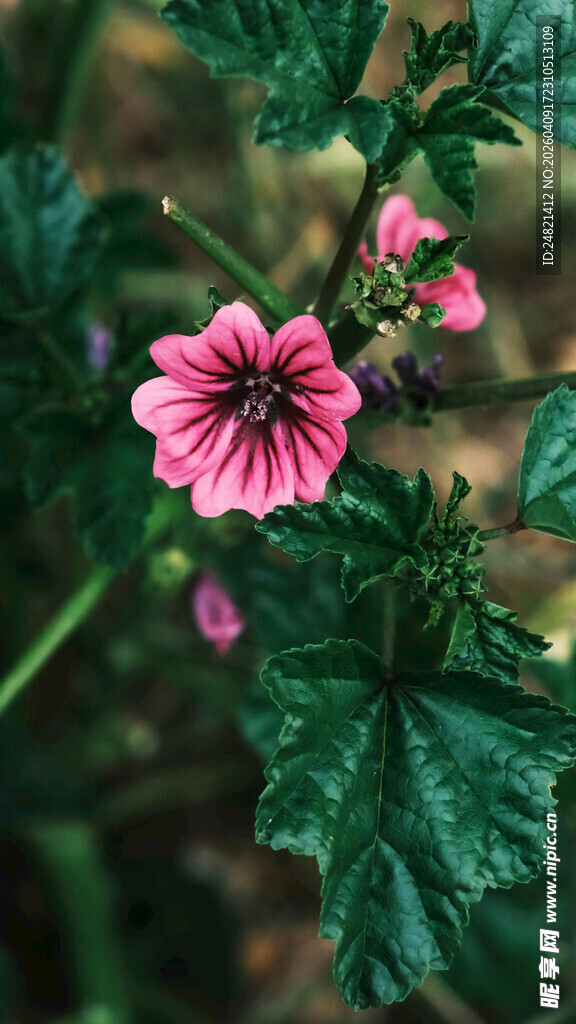 粉色锦葵花特写