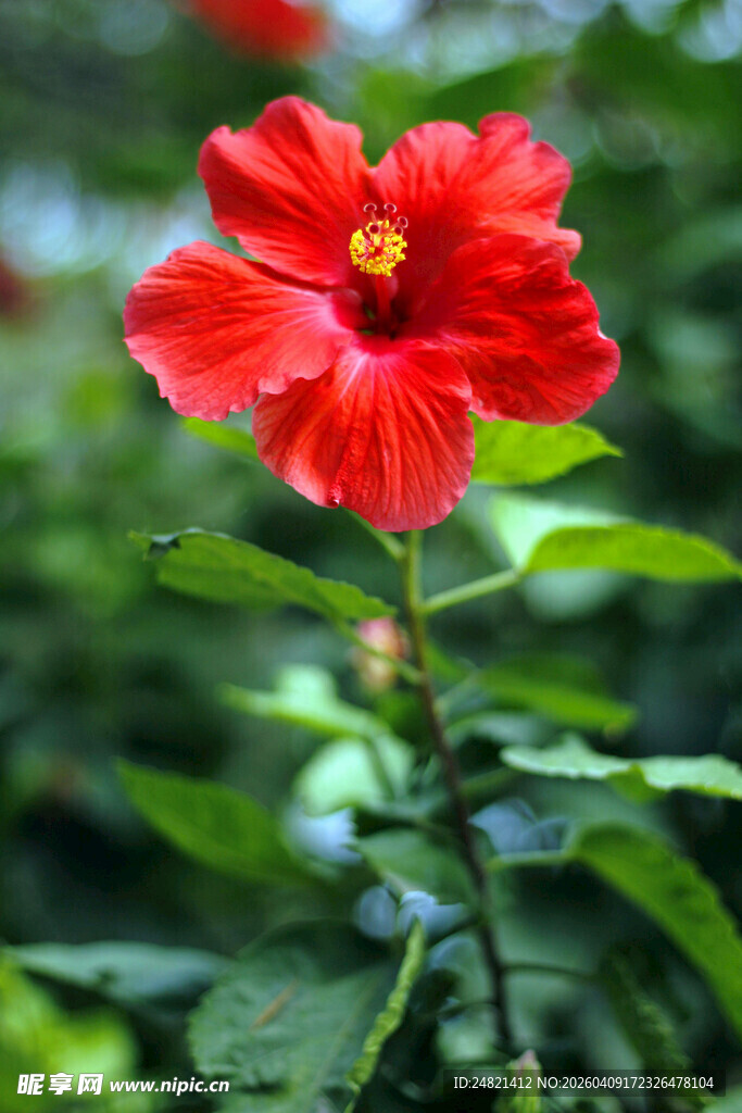 娇艳红色扶桑花特写