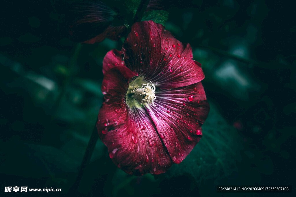 深红牵牛花特写