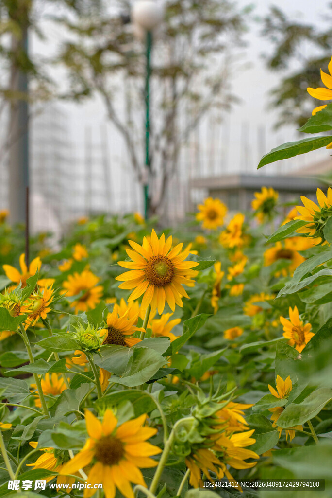 盛开的灿烂黄色向日葵