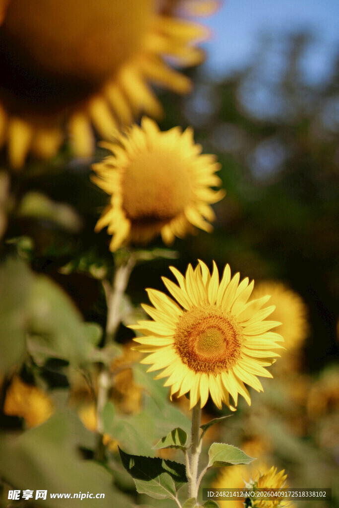 向日葵花海中的明媚花朵