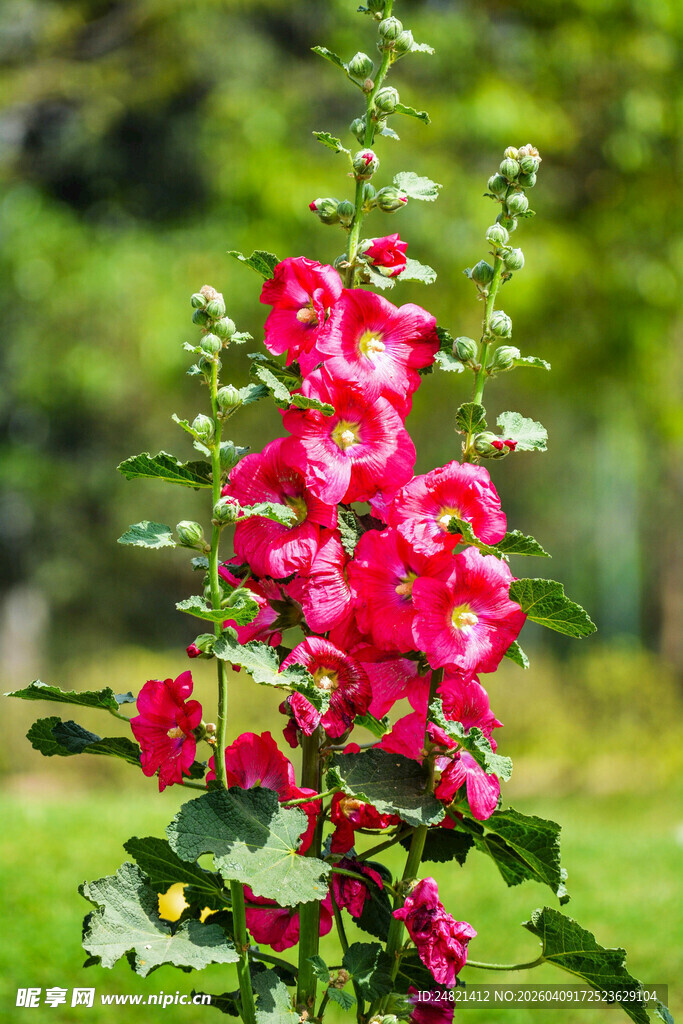 艳丽蜀葵花