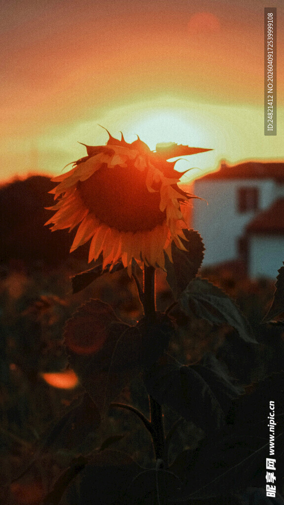 夕阳下的向日葵