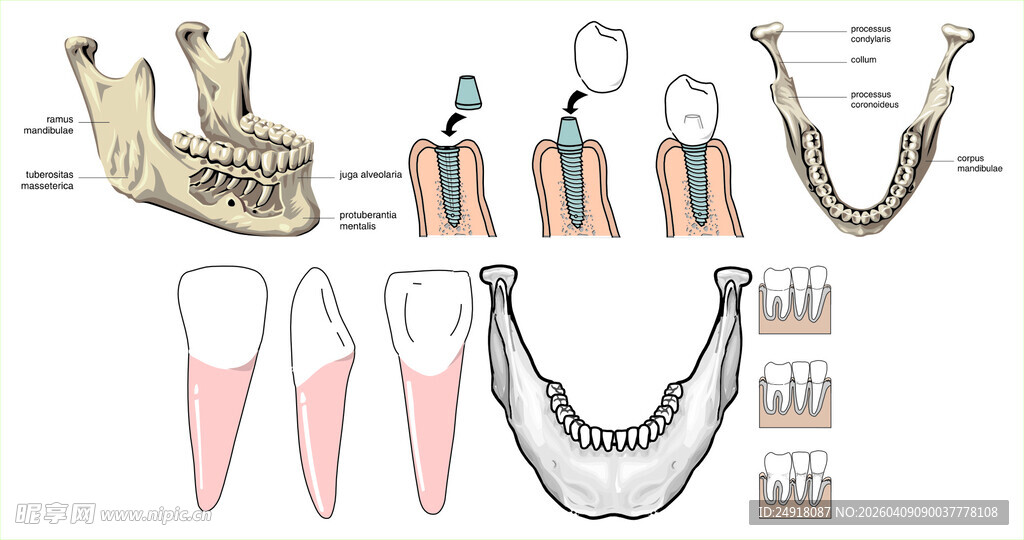 牙齿结构与解剖示意图