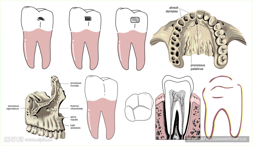 牙齿结构解剖示意图