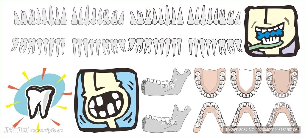 牙齿结构矢量图
