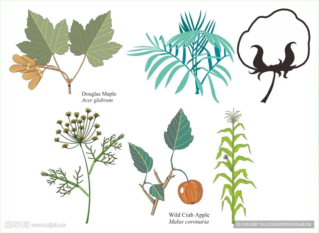 多样植物标本展示