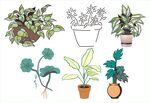 多样盆栽植物插画展示