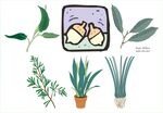 手绘植物插画素材集